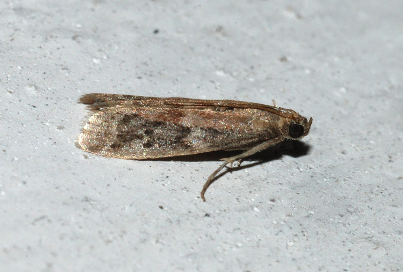 Ephestia unicolorella?